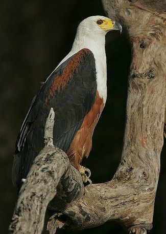 African Fish Eagle (Haliaeetus 
vocifer)