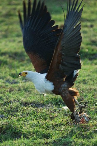 African Fish Eagle (Haliaeetus vocifer) 
taking off