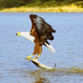 African Fish Eagle (Haliaeetus vocifer) hunting fish