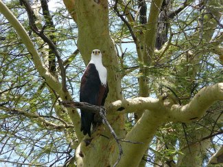African Fish Eagle (Haliaeetus vocifer) perched