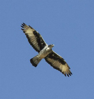 African Hawk Eagle (Aquila spilogaster) flying