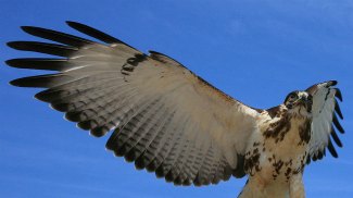 African Hawk Eagle (Aquila spilogaster) flying close up