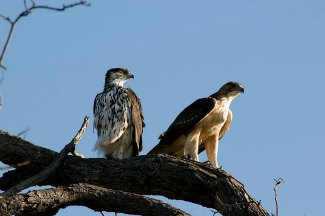 Pair of perched African Hawk Eagles (Aquila spilogaster)