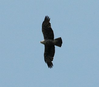 Ayres's Hawk Eagle (Aquila ayresii) flying