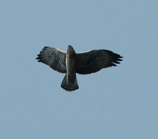 Juveniles Ayres's Hawk Eagle (Aquila ayresii)