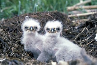 Bald Eagle (Haliaeetus leucocephalus) nest and chicks