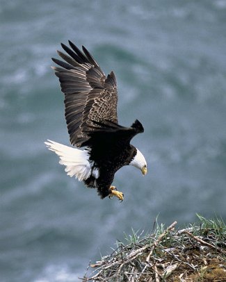 Bald Eagle (Haliaeetus leucocephalus) about to land