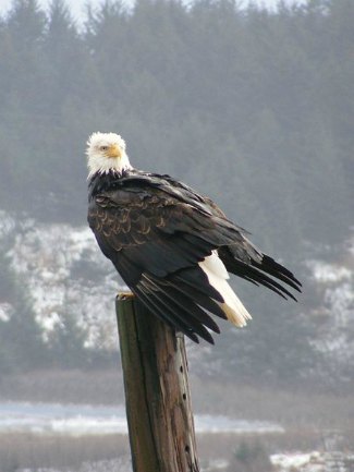 Bald Eagle (Haliaeetus leucocephalus) perched in winter
