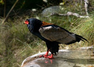 Bateleuer (Terathopius ecaudatus)