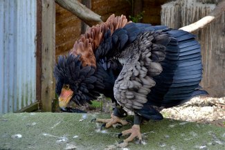 Captive Bateleur Eagle (Terathopius ecaudatus)