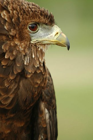 Juvenile Bateleur Eagle (Terathopius ecaudatus)