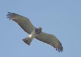 Beaudouin's Snake Eagle (Circaetus beaudouini) flying
