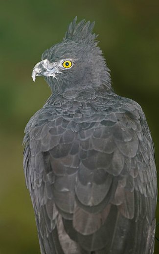 Black-and-Chestnut Eagle (Spizaetus isidori)