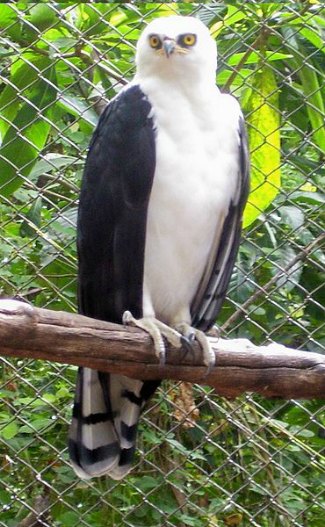 Black-and-White Hawk Eagle (Spizaetus melanoleucus)