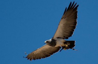 Black-Chested Buzzard Eagle (Geranoaetus melanoleucus) flying