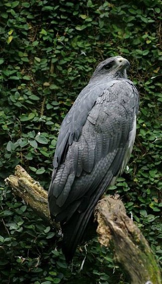 Black-Chested Buzzard Eagle (Geranoaetus 
melanoleucus)