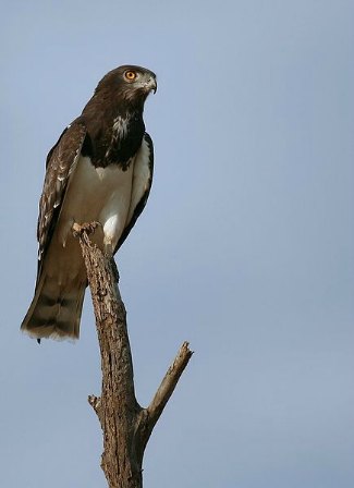Black-Chested Snake Eagle (Circaetus pectoralis)