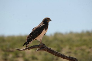 Black-Chested Snake Eagle (Circaetus pectoralis) perched