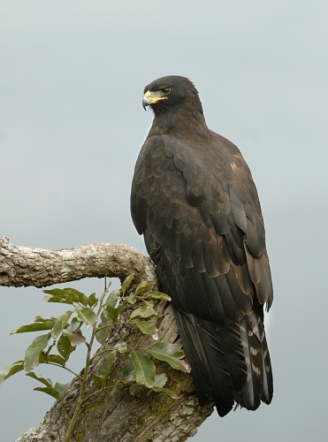 Black Eagle (Ictinaetus malayensis)