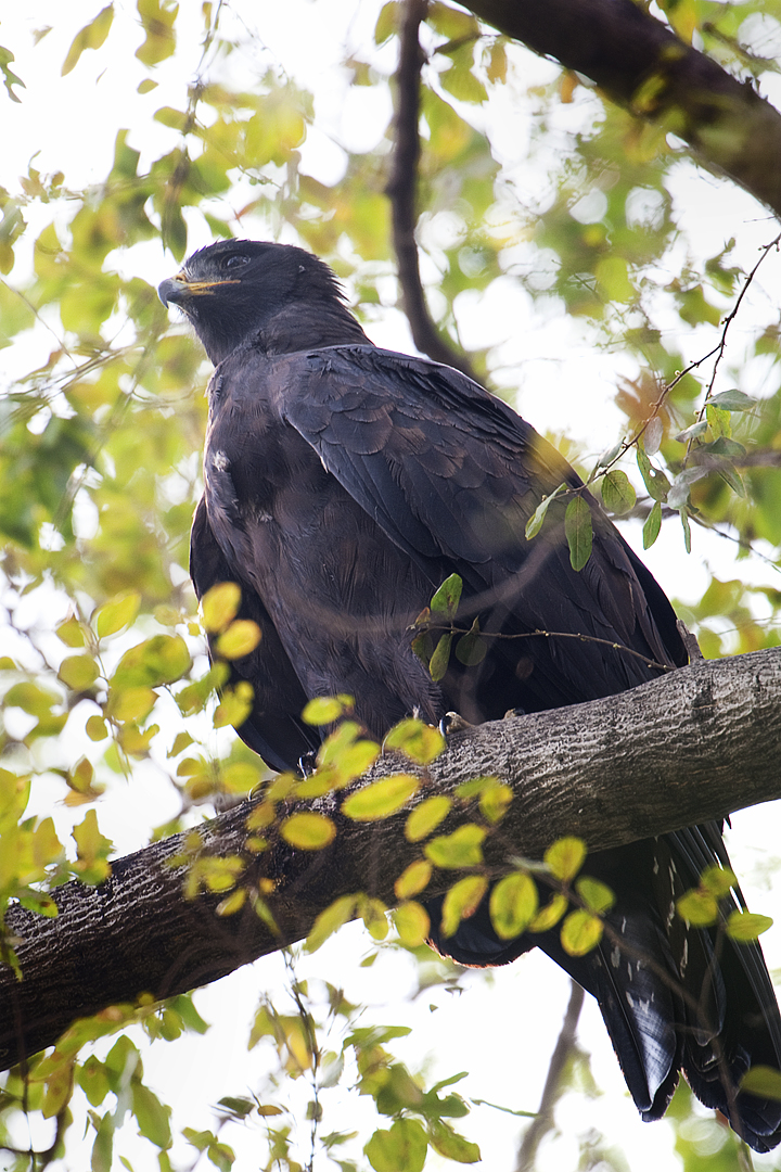 Black Eagle (Ictinaetus malayensis) perched, close up