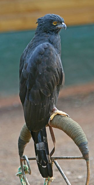 Black Hawk Eagle (Spizaetus tyrannus)