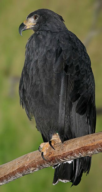 Black Solitary Eagle (Harpyhaliaetus solitarius)