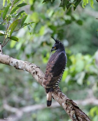Blyth's Hawk Eagle (Nisaetus alboniger), perched