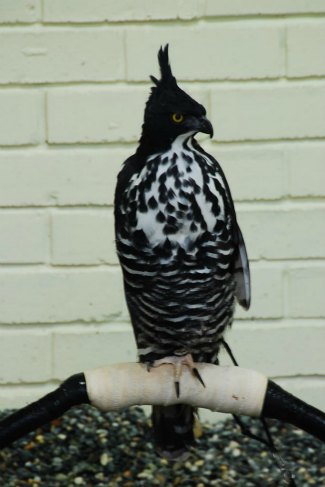 Blyth's Hawk Eagle (Nisaetus alboniger) 
captive