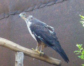 Bonelli's Eagle (Aquila fasciata)