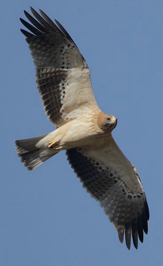 Booted Eagle (Aquila pennata) flying