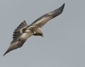 Booted Eagle (Aquila pennata) in flight, viewed from above