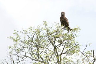 Brown Snake Eagle (Circaetus cinereus) perched