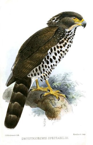Congo Serpent Eagle (Dryotriorchis spectabilis) 
illustration