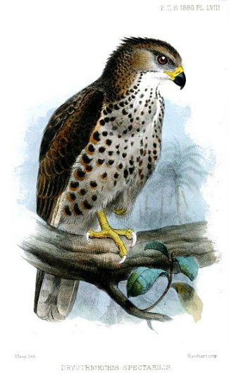 Congo Serpent Eagle (Dryotriorchis spectabilis) illustration