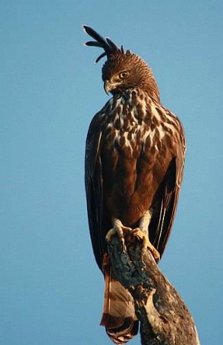 Crested Hawk Eagle (Nisaetus cirrhatus)