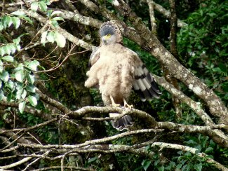 Crested Serpent Eagle (Spilornis cheela) 
displaying; crest visible and feathers puffed out