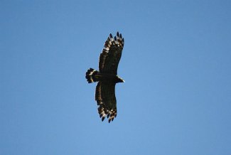 Crested Serpent Eagle (Spilornis cheela) flying