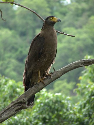 Crested Serpent Eagle (Spilornis cheela) perched