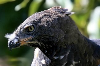 Crowned Hawk Eagle (Stephanoaetus coronatus) close up