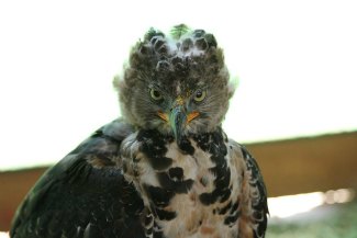 Crowned Hawk Eagle (Stephanoaetus coronatus) juvenile