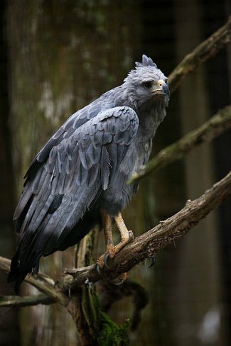 Crowned Solitary Eagle (Harpyhaliaetus coronatus)