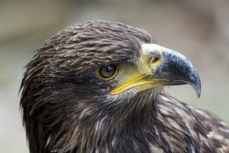 Eastern Imperial Eagle (Aquila heliaca) close up