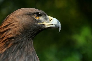 Golden Eagle (Aquila chrysaetos) close up