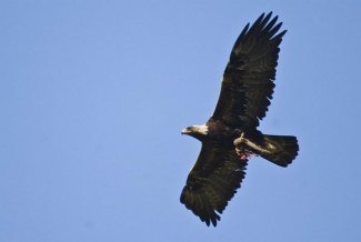 Golden Eagle (Aquila chrysaetos) flying with prey