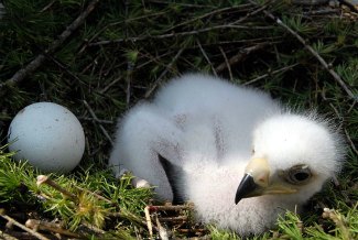 Golden Eagle (Aquila chrysaetos) nest with chick 
and egg
