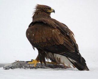 Golden Eagle (Aquila chrysaetos) with prey