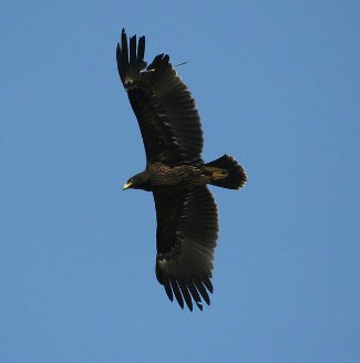 Greater Spotted Eagle (Aquila 
clanga) flying