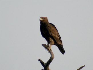 Greater Spotted Eagle (Aquila clanga) perched