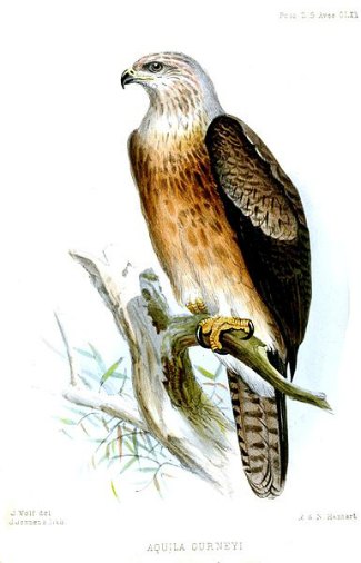 Gurney's 
Eagle (Aquila gurneyi) illustration