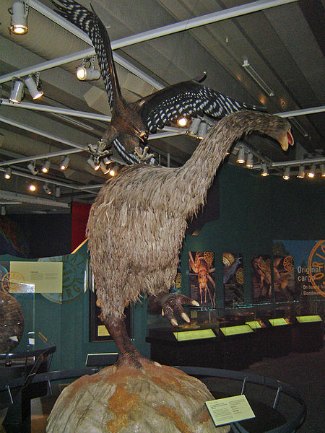 Haast's Eagle (Harpagornis moorei) and moa, museum model
